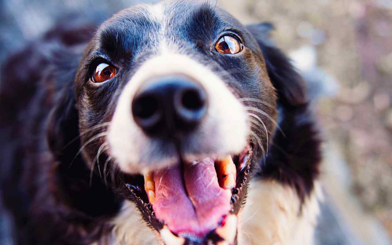 Gli occhioni dolci del cane non sembreranno più così tanto dolci dopo questa ricerca