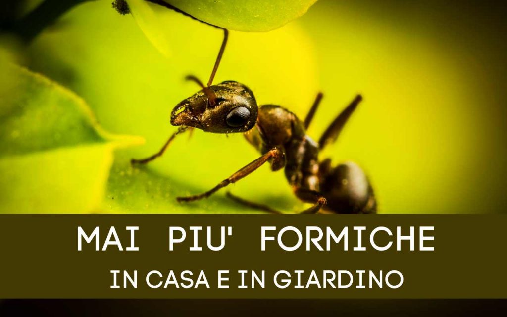 MAI PIU' FORMICHE IN CASA E IN GIARDINO 