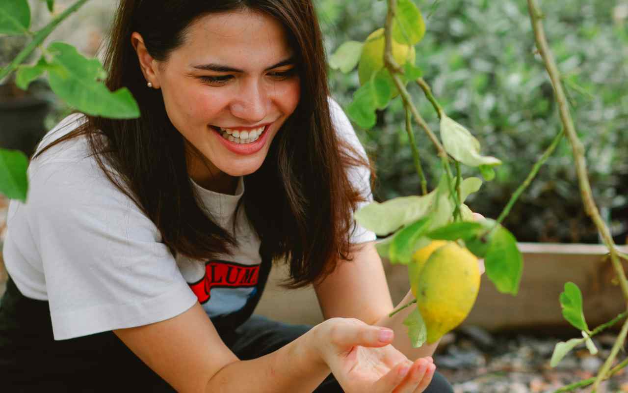 Sembrano farfalle, ma in realtà sono pericoli per le nostre piante: ecco di chi stiamo parlando