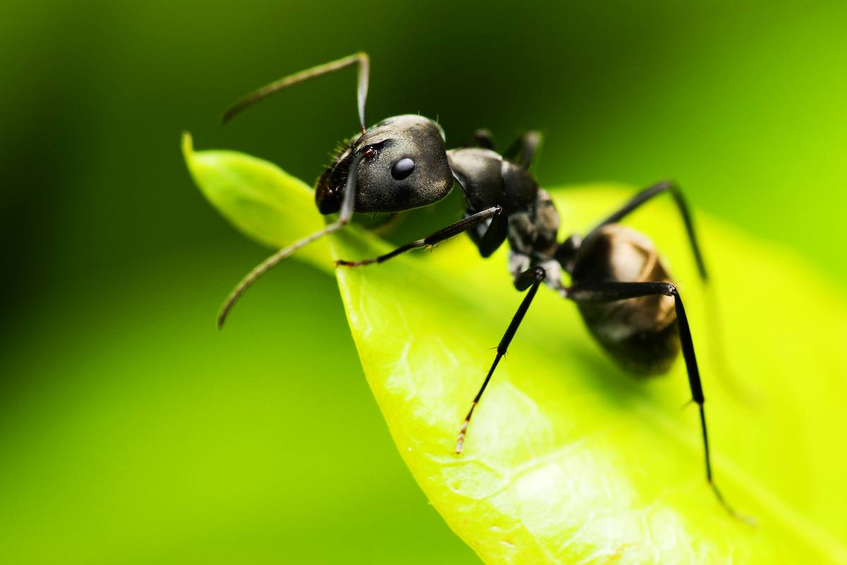 formiche in giardino