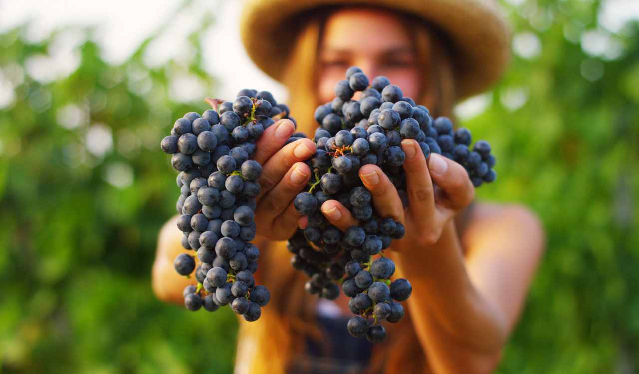 Più uva nera a tavola: perché non potrai più farne a meno