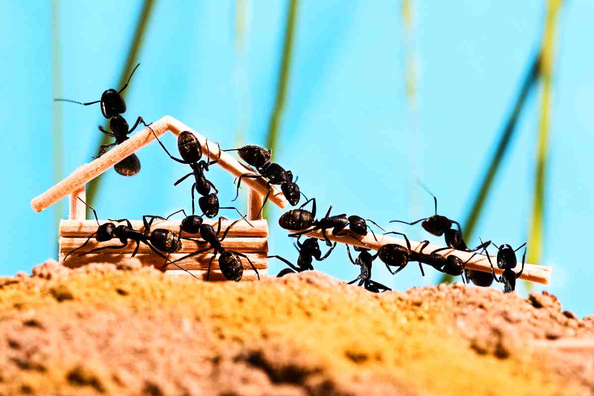 eliminare le formiche