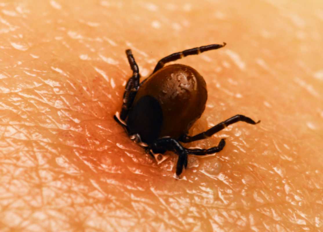 Alarms For Tick Borne Encephalitis ‘attack The Brain In Less Than 15