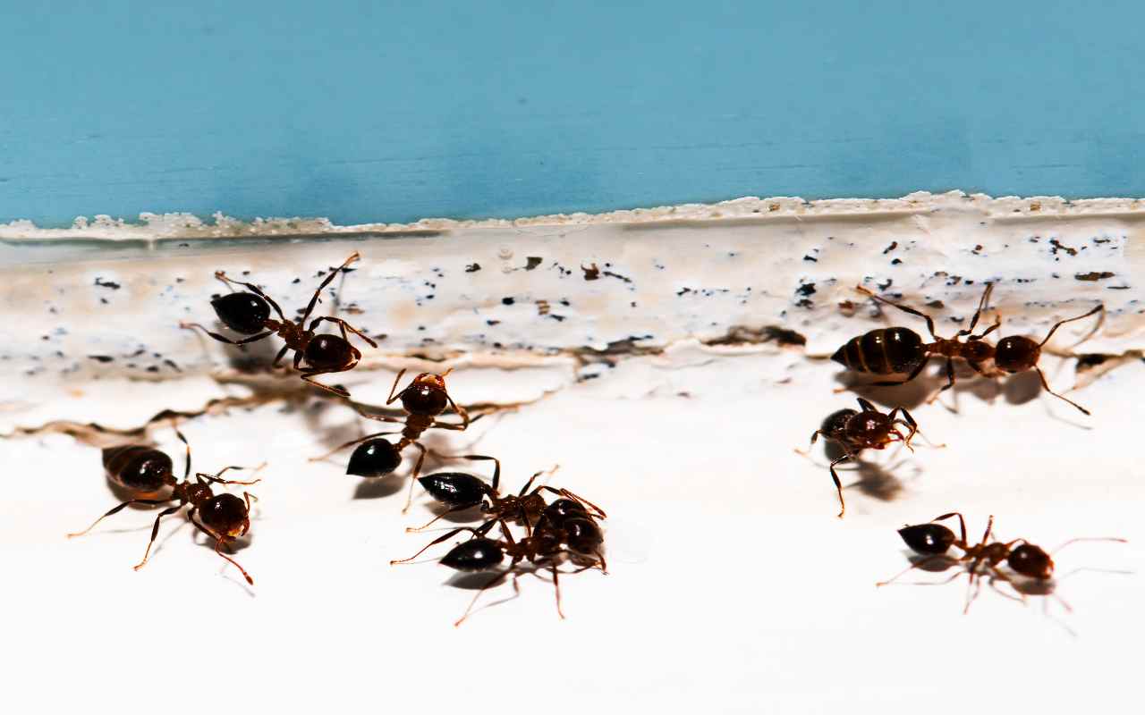 via le formiche