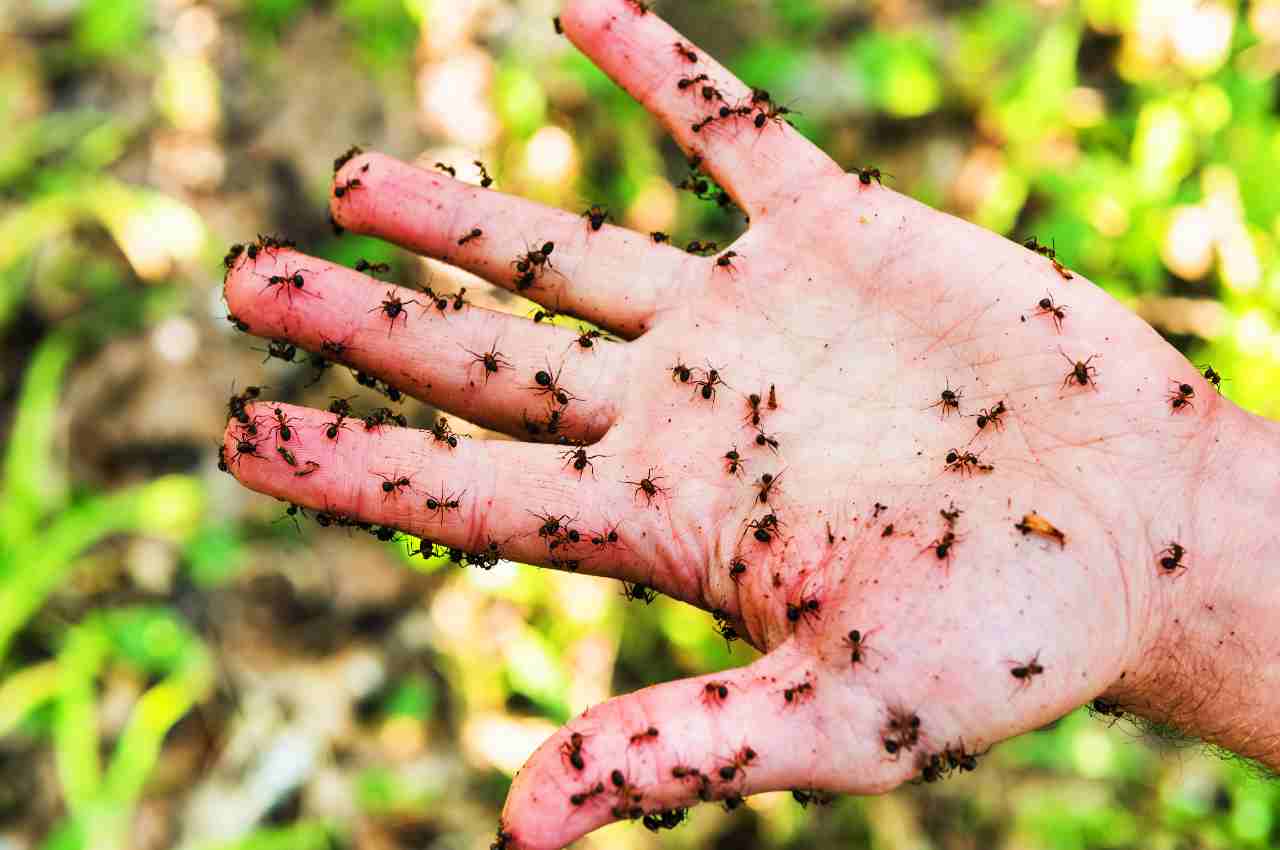 Eliminare un formicaio in giardino