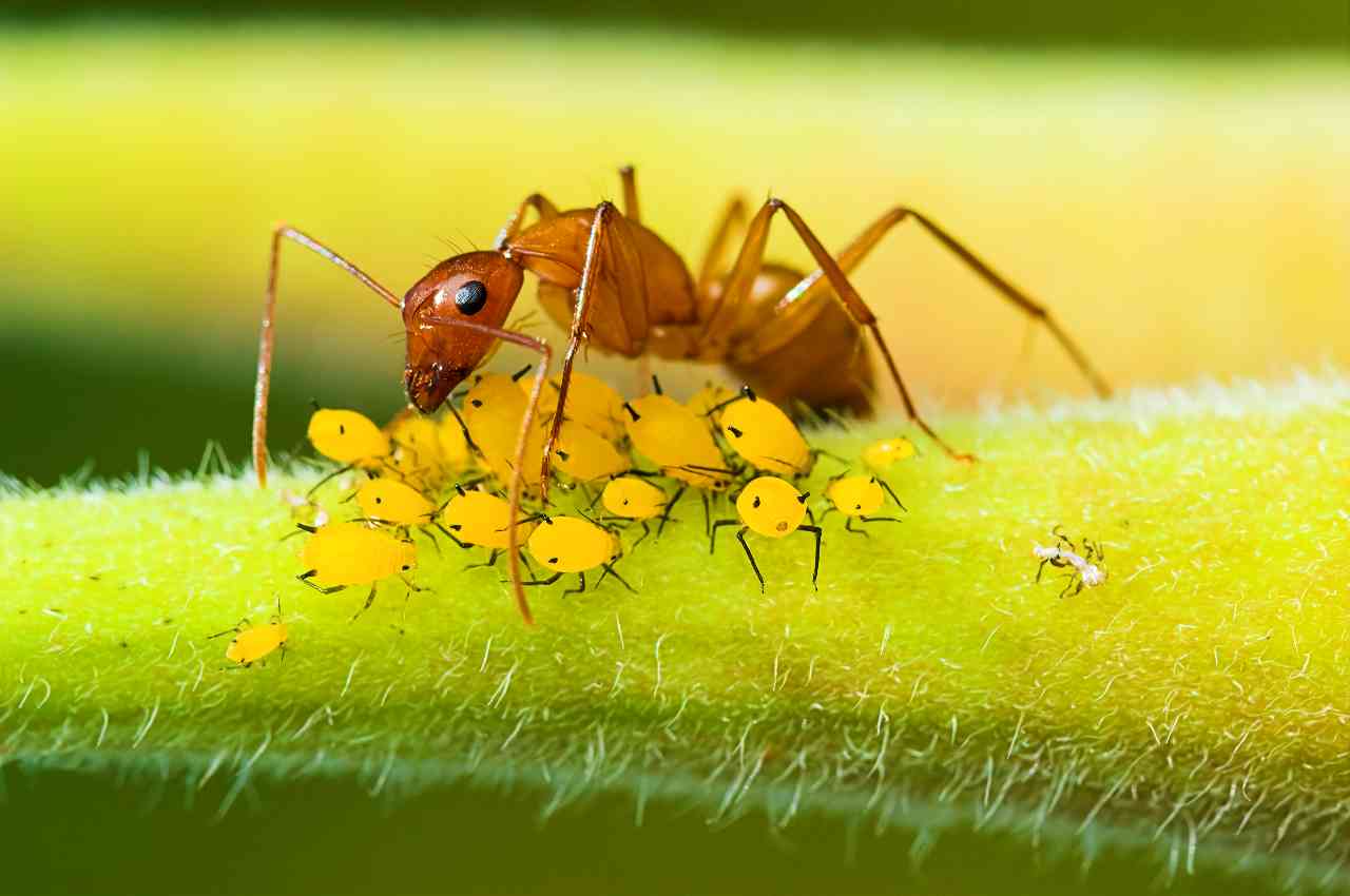 formiche attaccano le piante