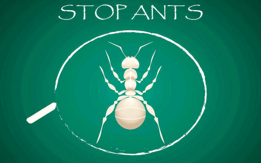 gessetto formiche