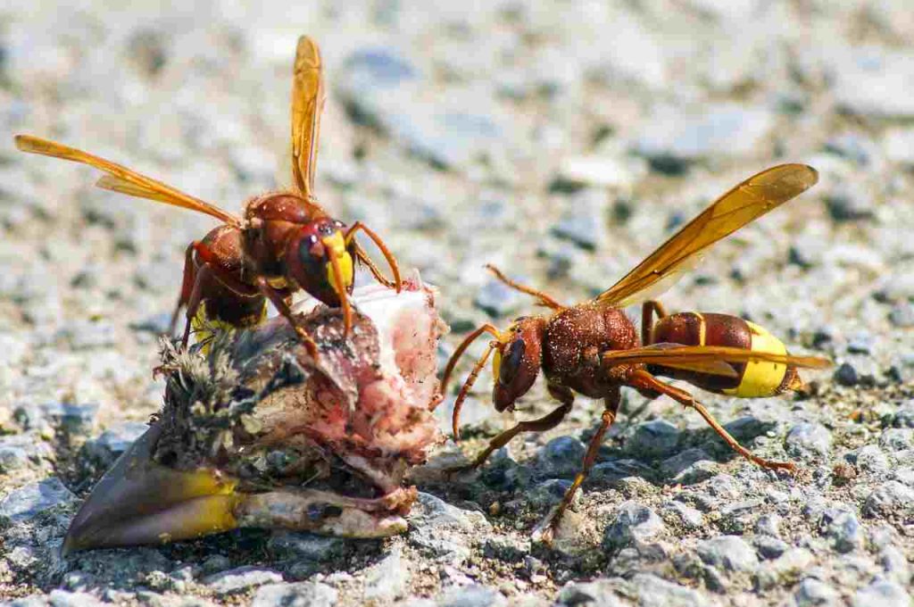 Vespe Orientalis