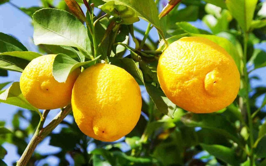 frutti dei Limoni