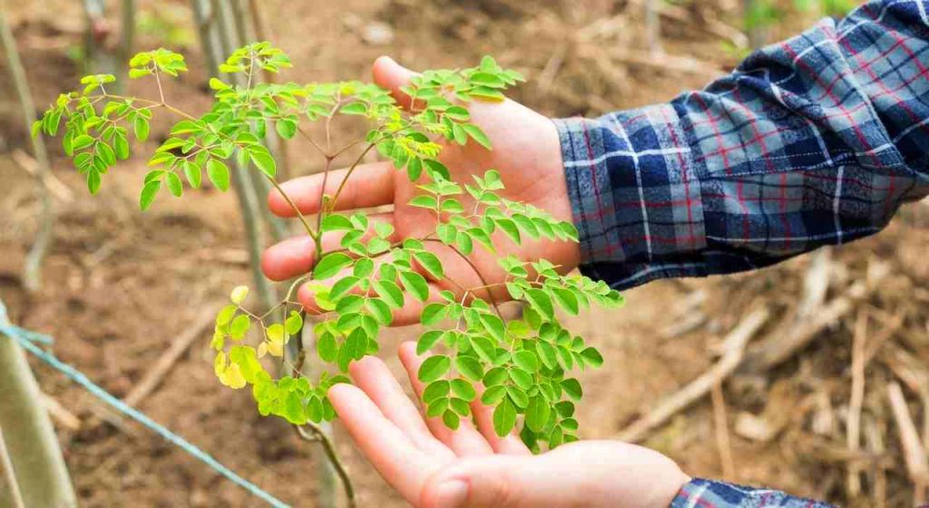 moringa