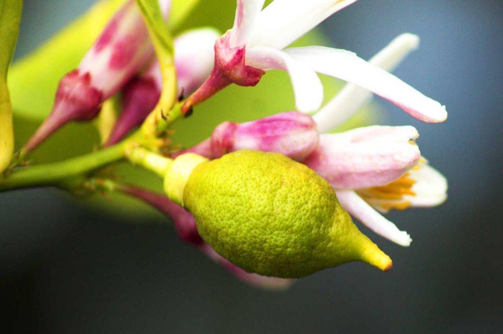 Concimare i Limoni in modo naturale