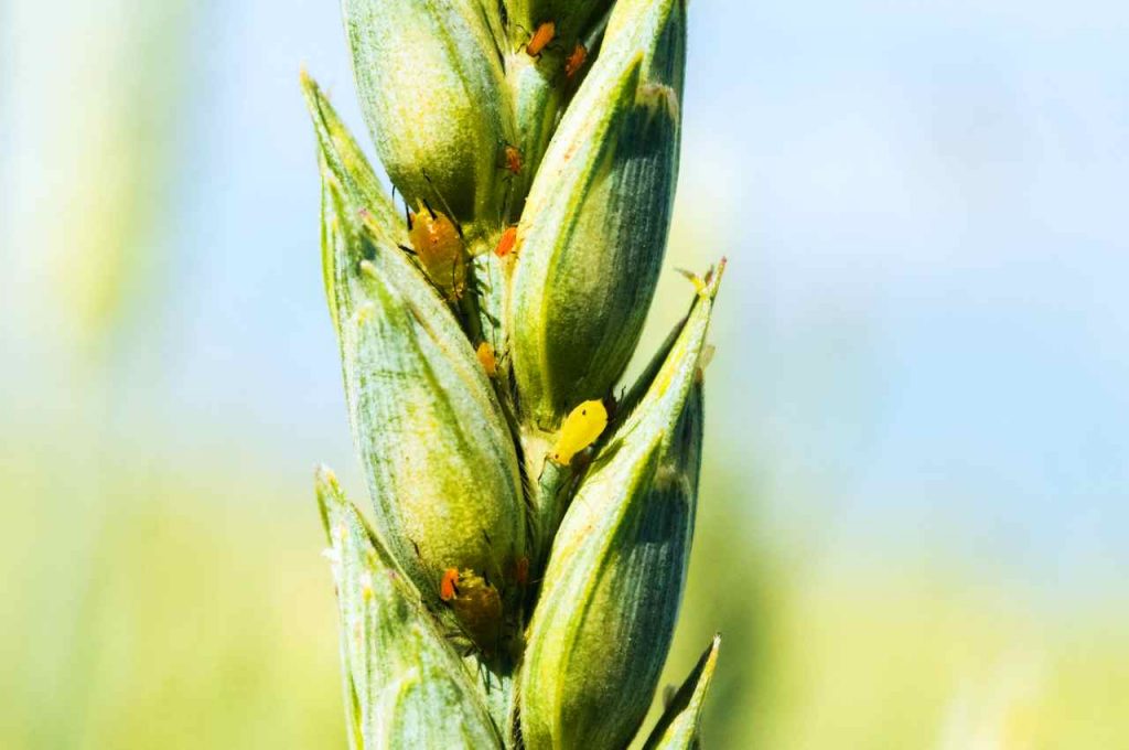 Il Grano diventa