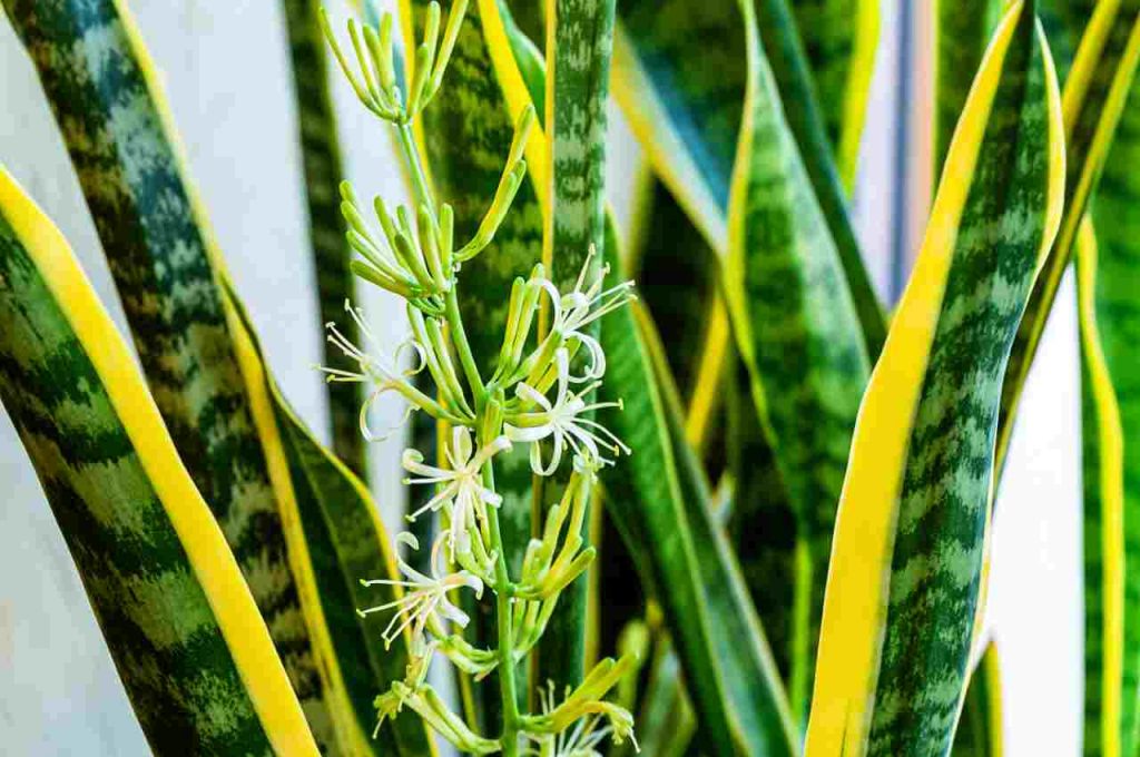 Sansevieria fiorita