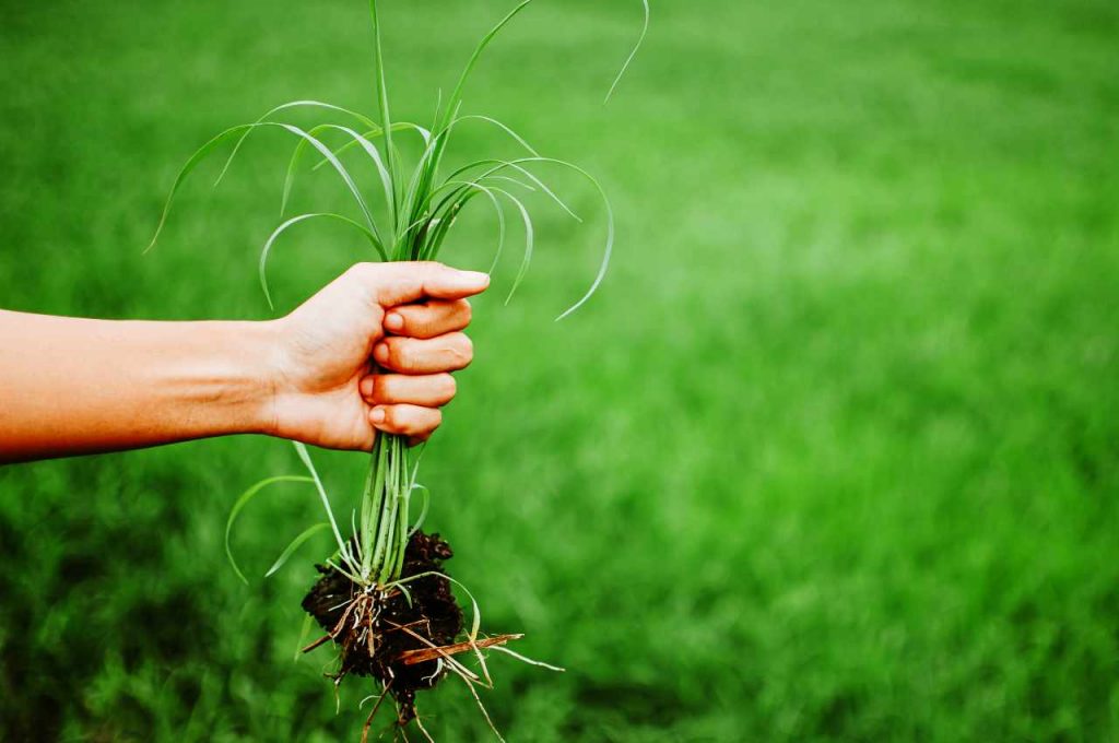 creare un Diserbante naturale