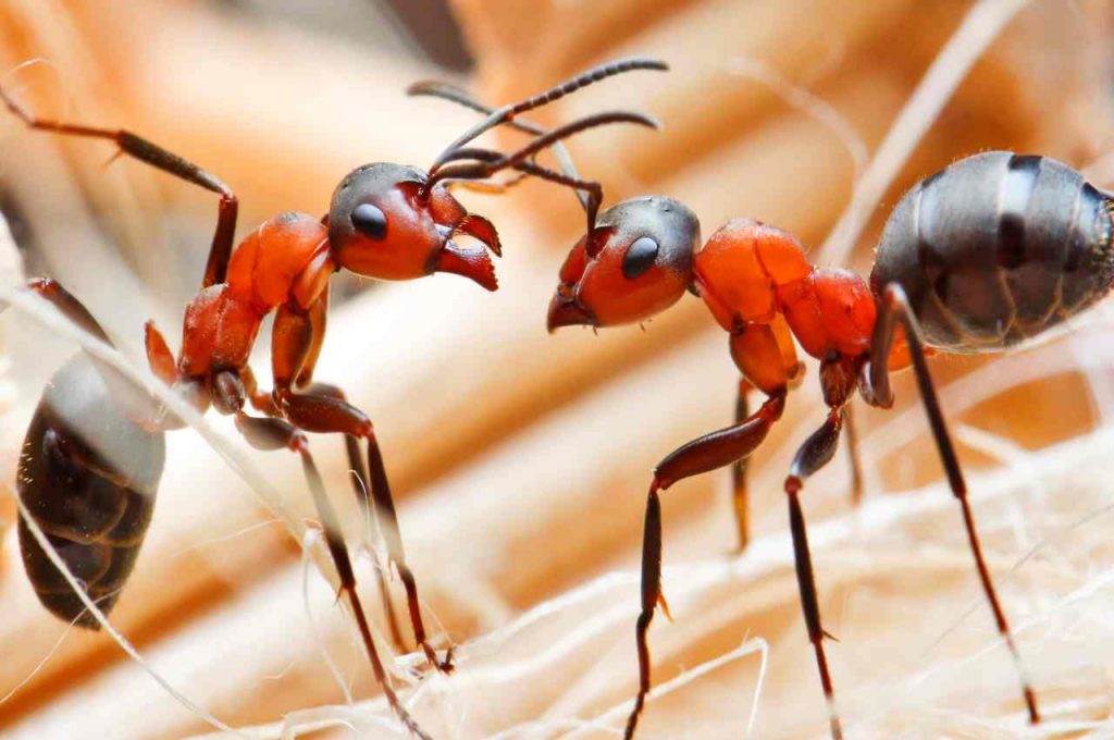formiche non vanno via