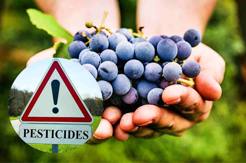 Quanti Pesticidi ci sono nell'Uva