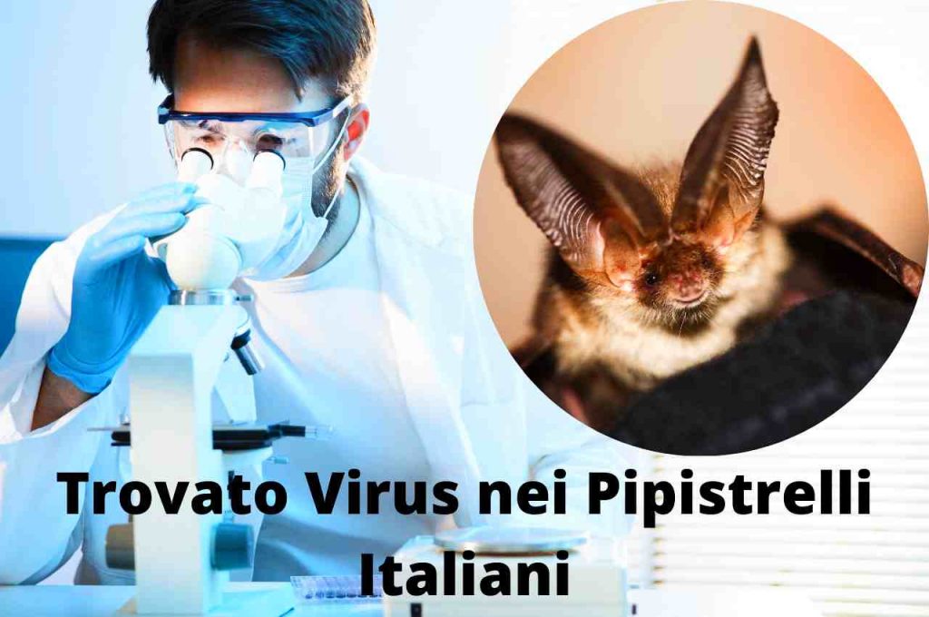Virus nei Pipistrelli italiani