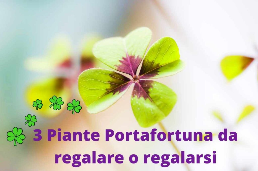 piante portafortuna