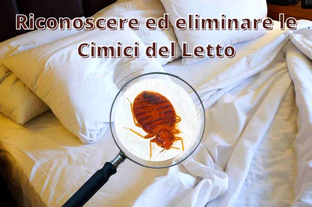 Cimici dei Letti come riconoscere