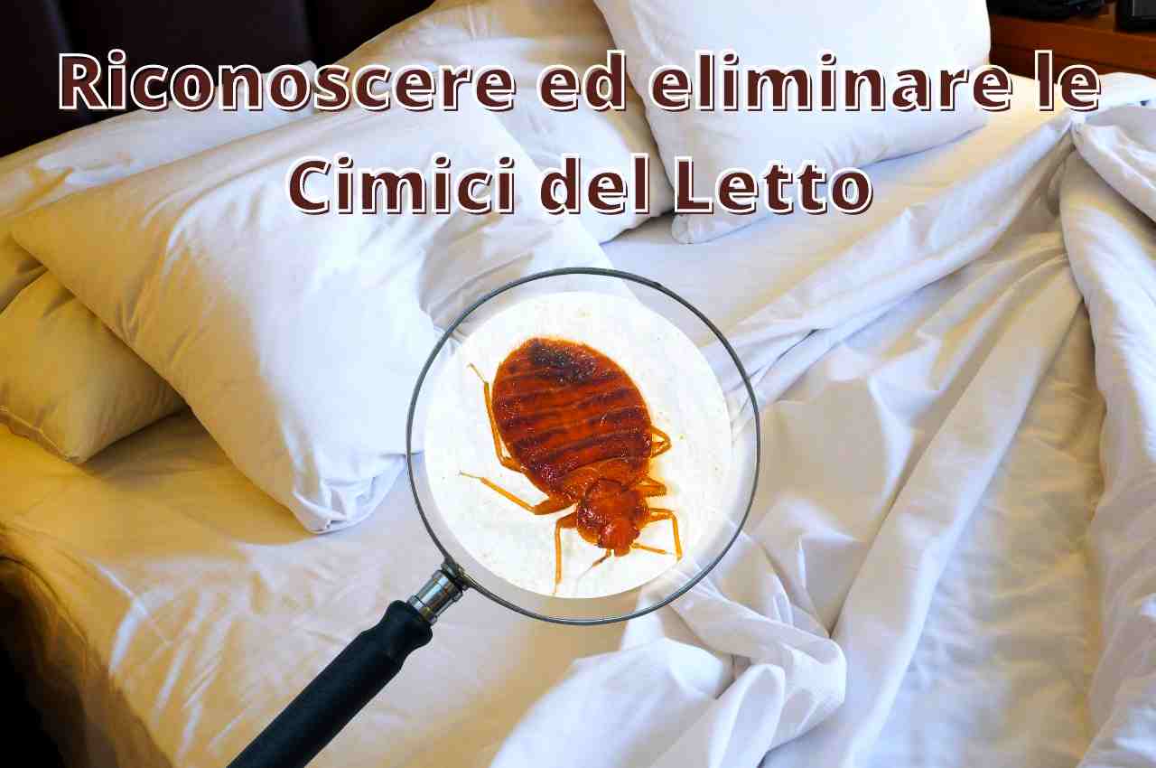 È allarme Cimici dei Letti 😨 come riconoscere i loro morsi e come  debellarle per sempre