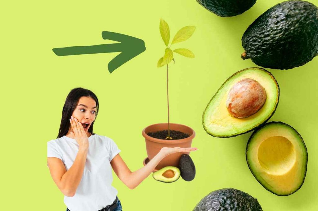 Pianta di Avocado dal Seme