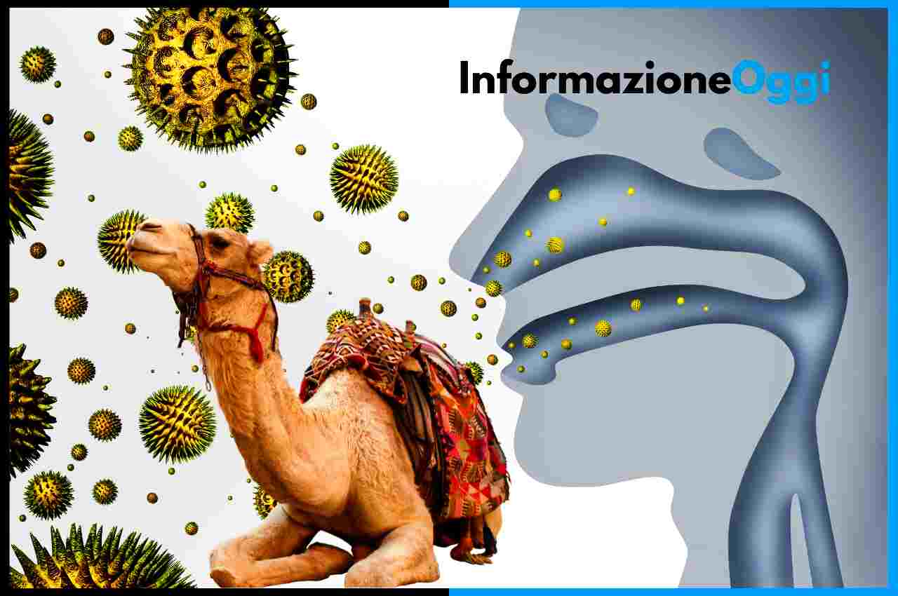 A gripe do camelo chega do Catar, alerta de saúde em toda a Europa: sintomas e tratamento