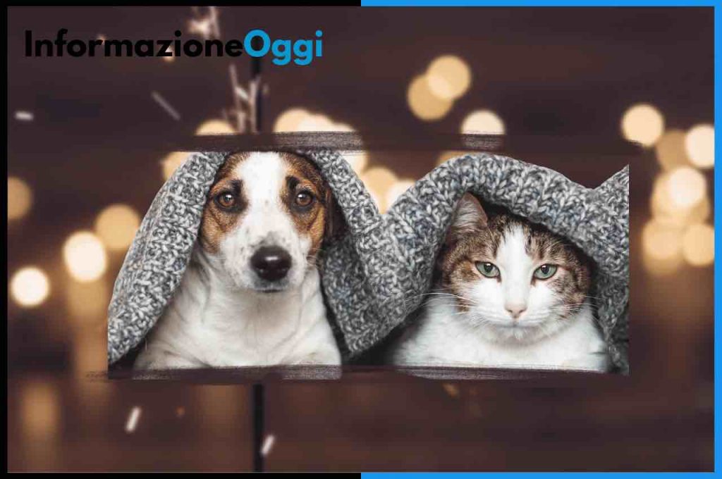 cani e gatti fuochi