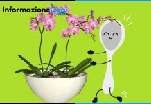 far fiorire le Orchidee