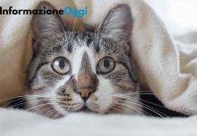 gatti-dormono