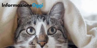 gatti-dormono
