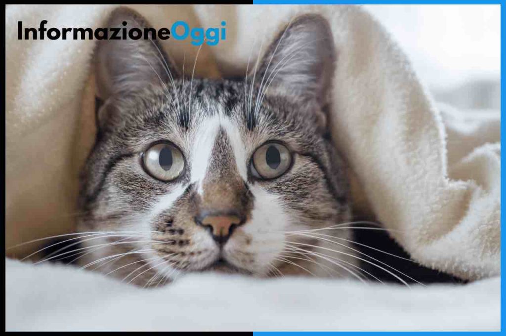 gatti dormono letto