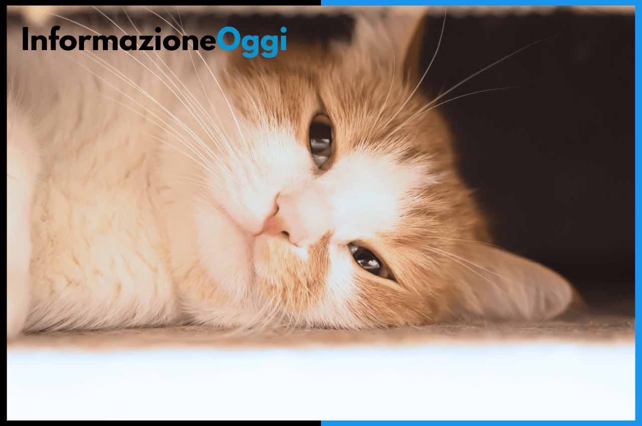 gatto perché piange