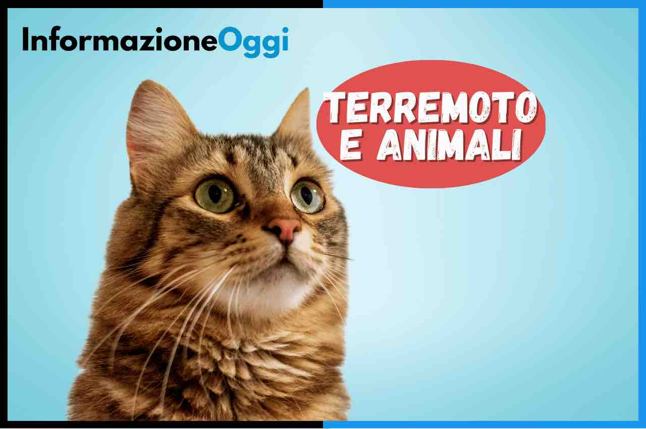 animali terremoto