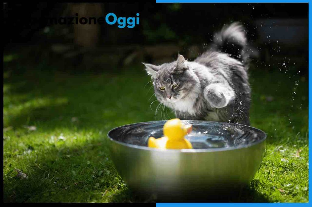 gatto acqua ciotola