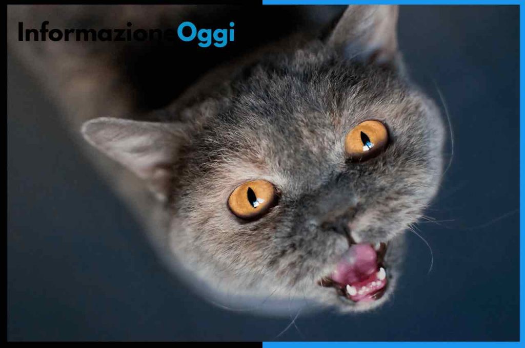 gatto miagola notte