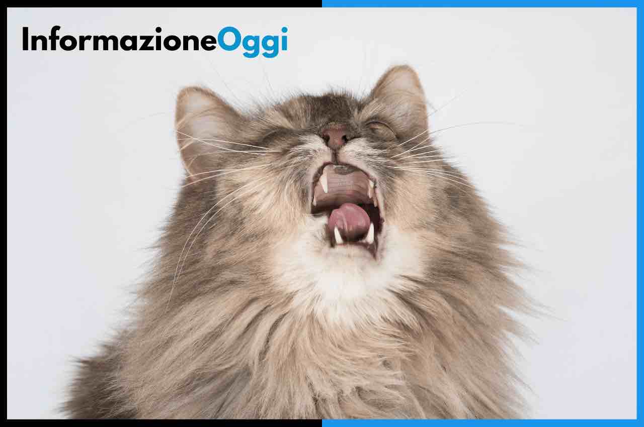 gatto starnutisce