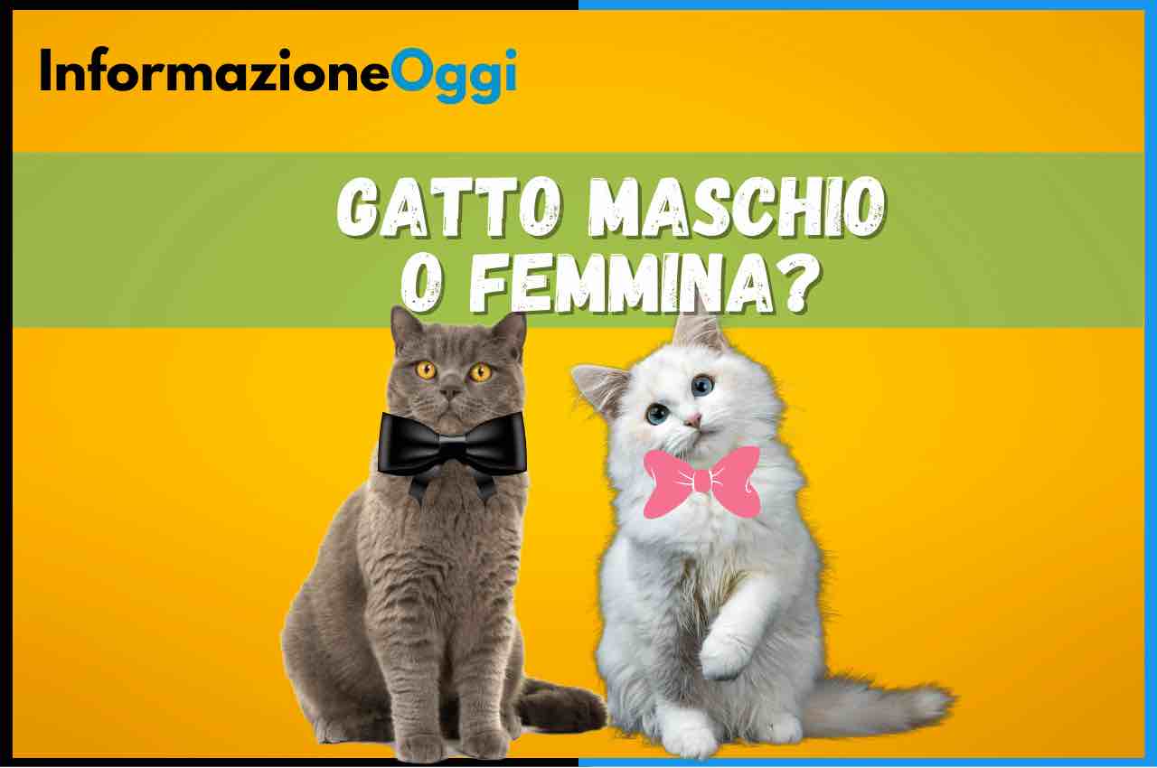 gatto