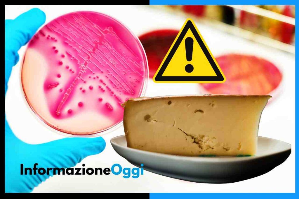 Escherichia Coli STEC nella Fontina