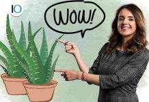 aloe vera