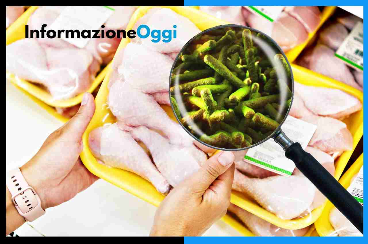 carne di pollo e di equino contaminate