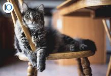 Gatto sulla sedia