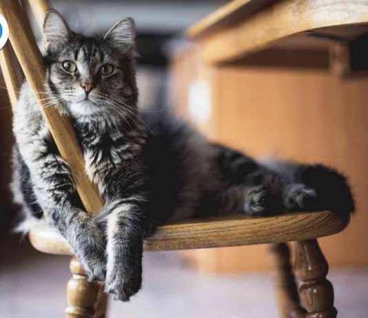 Gatto sulla sedia
