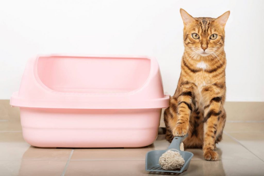 Puzza di urina e gatto: ecco come risolvere il problema