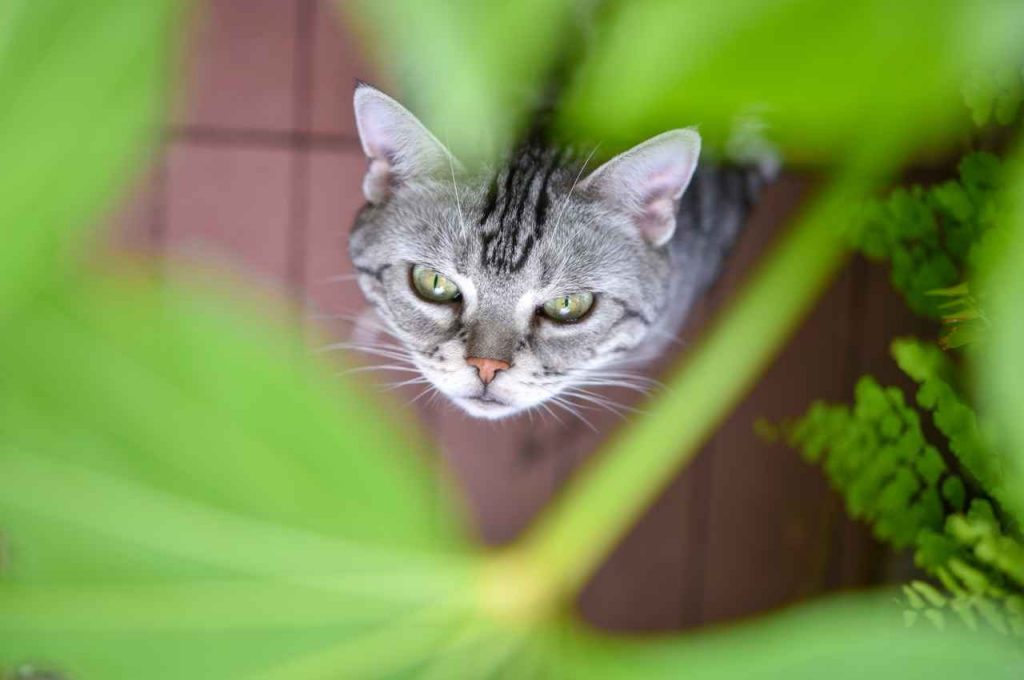 piante da appartamento velenose per gli animali domestici