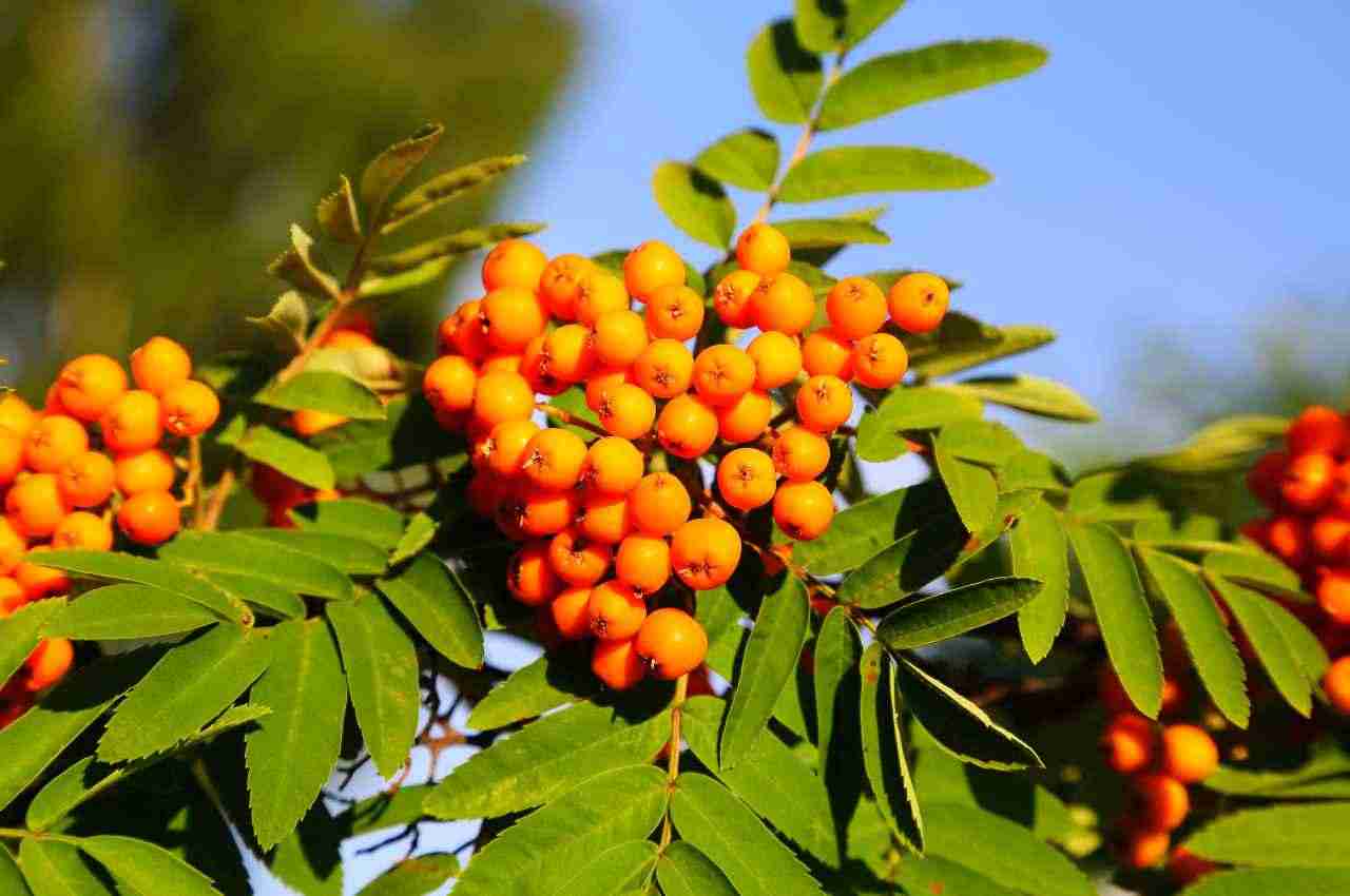 olivello spinoso contro caldo e la stanchezza