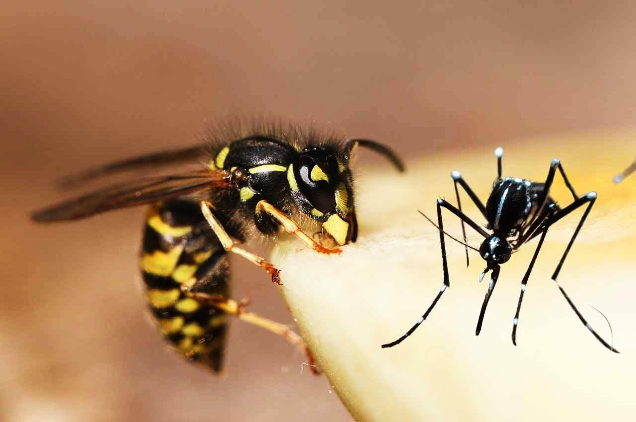 ricetta rimedio contro vespe e zanzare
