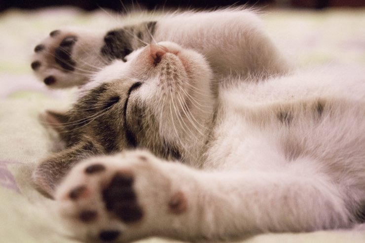 Perché il gatto dorme accanto a te? Le motivazioni che non ti aspetti