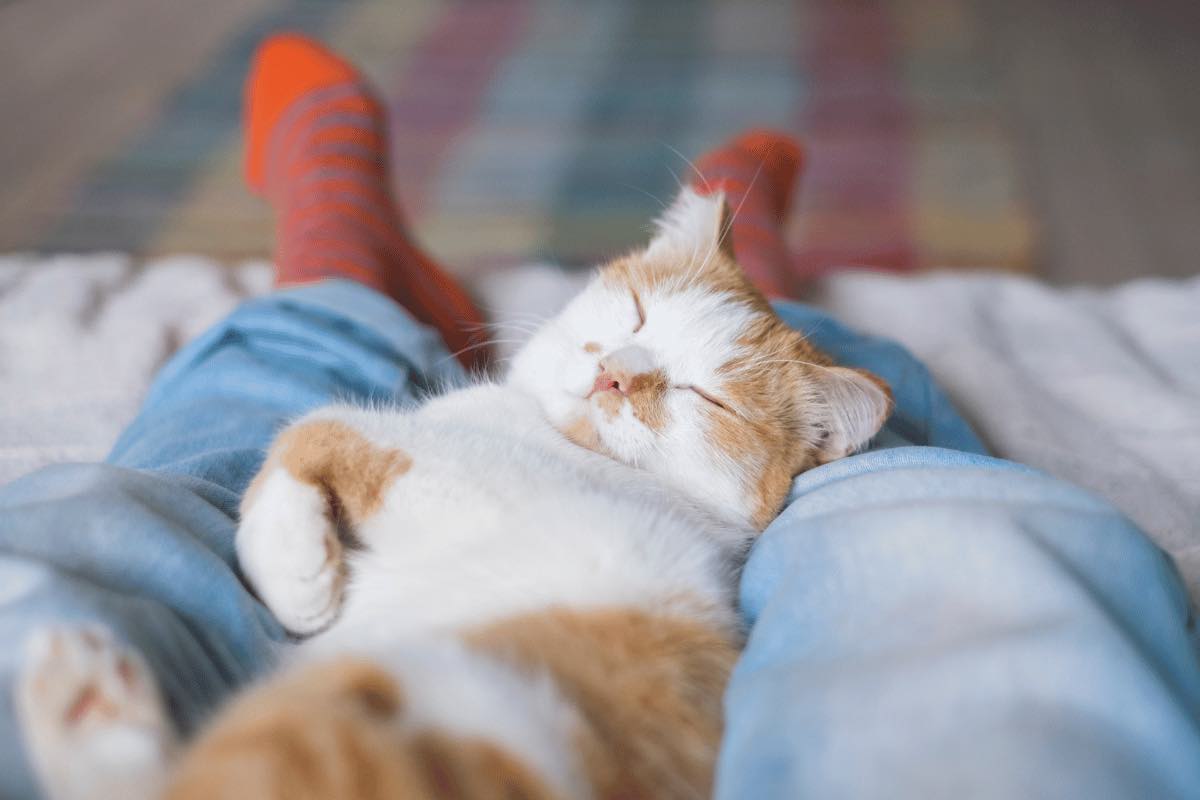 Perché il gatto dorme accanto a te? Le motivazioni che non ti aspetti