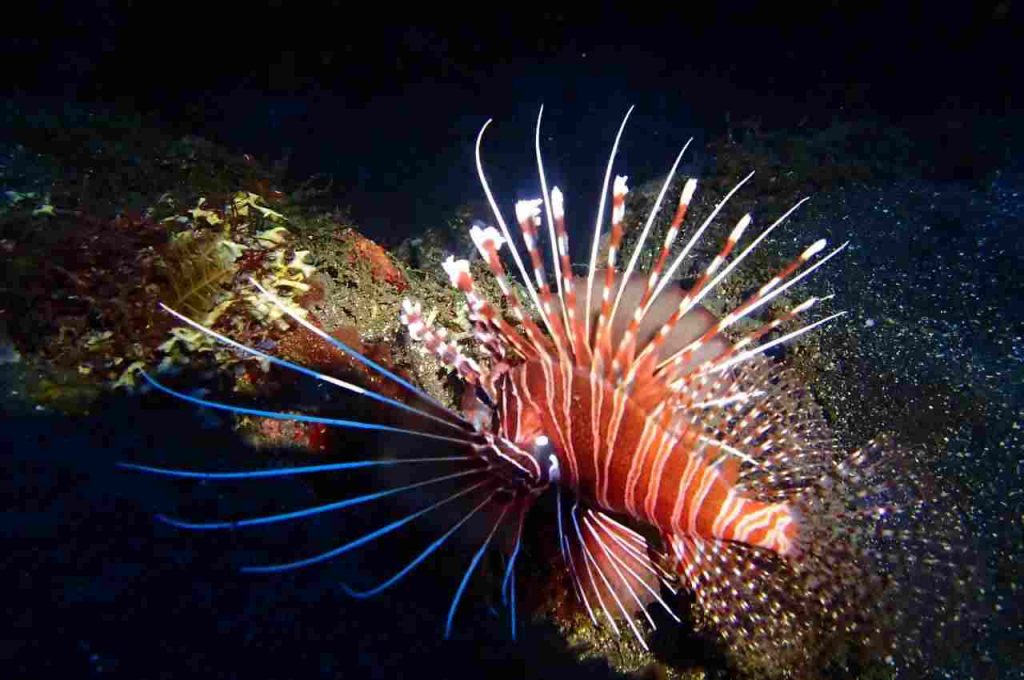 pesci alieni pesce scorpione nel mediterraneo