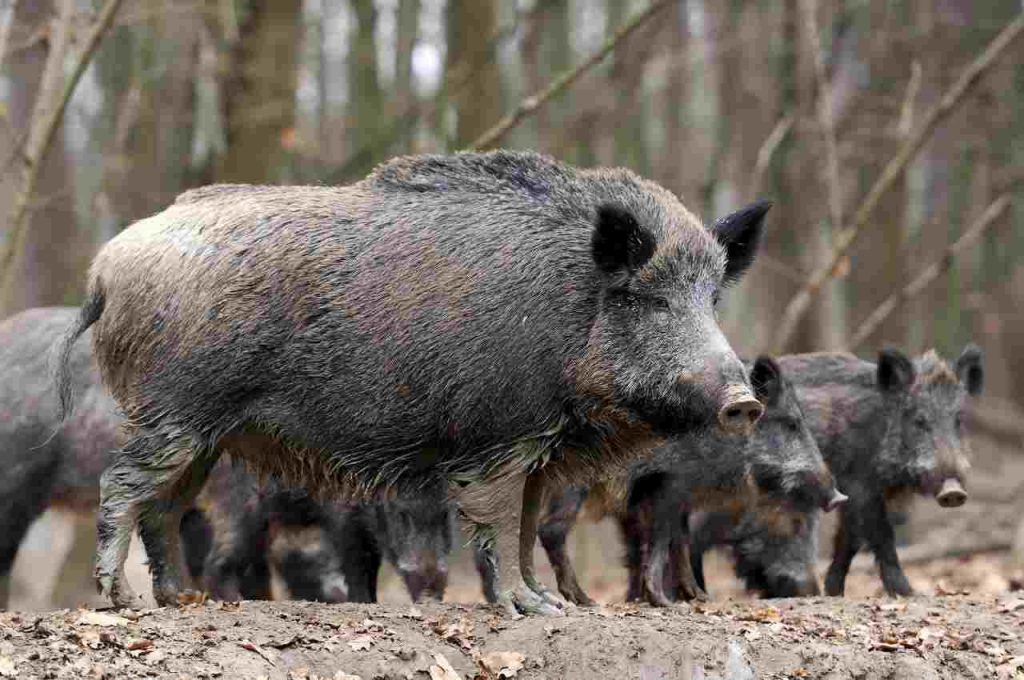 la peste suina africana è veicolata dai cinghiali